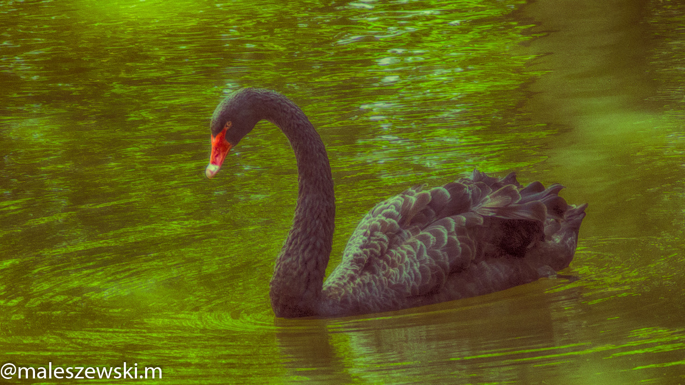 #OLYMPUS #DIGITAL #CAMERA #BLACK #swan #wrocławskiezoo #ZOO_WROCLAW  #WROCŁAW #WROCLAW #WROCLOVE #POLAND