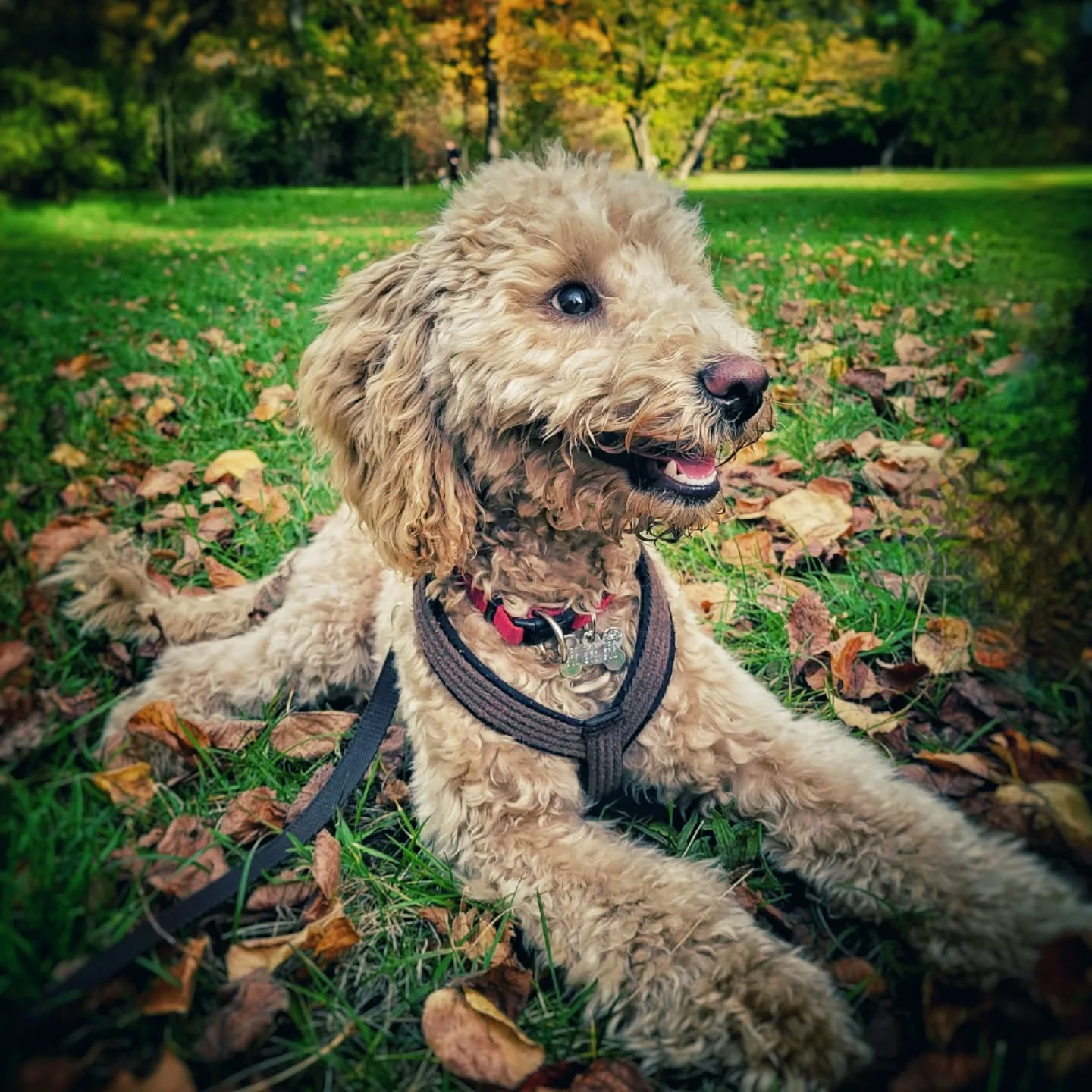 #pudel #pies #poddle #dog #atumn #spacer #park